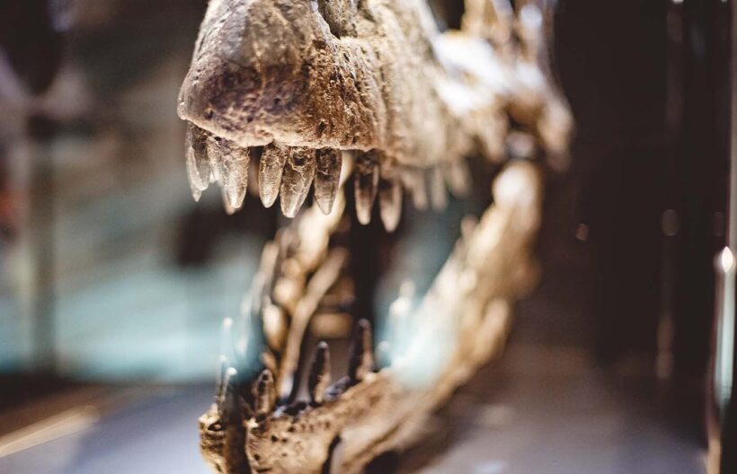 Jurassica Museum